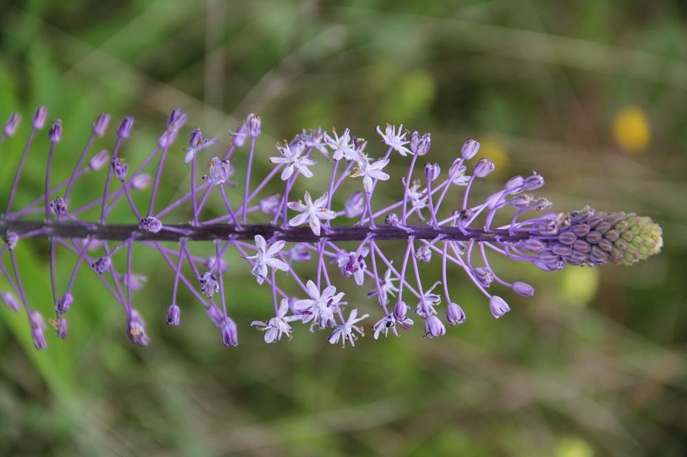 Scille fausse Jacinthe Nectaroscilla hyacinthoides (L.) Parl., 1854