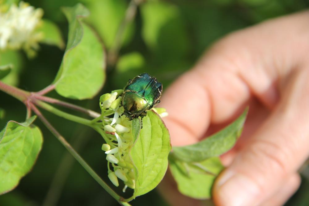 Cétoine dorée (la), Hanneton des roses Cetonia aurata (Linnaeus, 1758)
