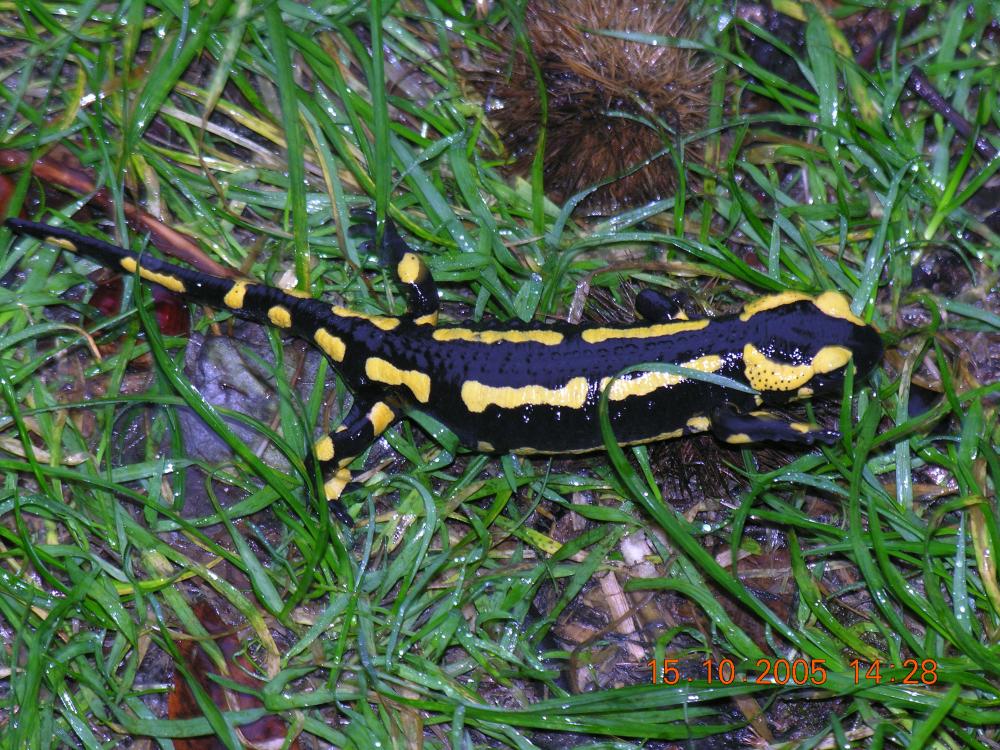 Salamandre tachetée terrestre Salamandra salamandra terrestris Lacepède, 1788
