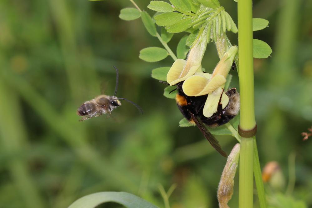Bombus Latreille, 1802