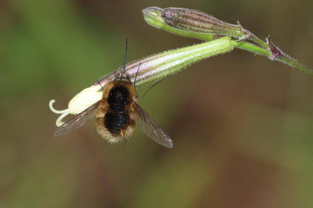  Bombylisoma 