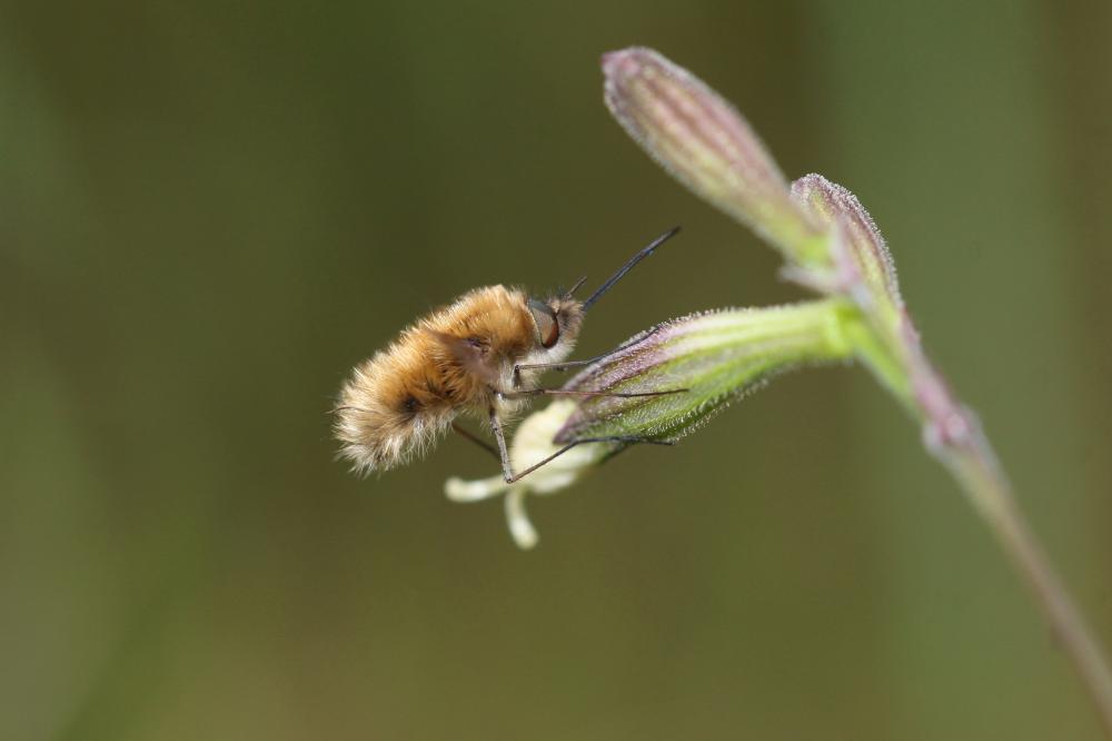  Bombylisoma 