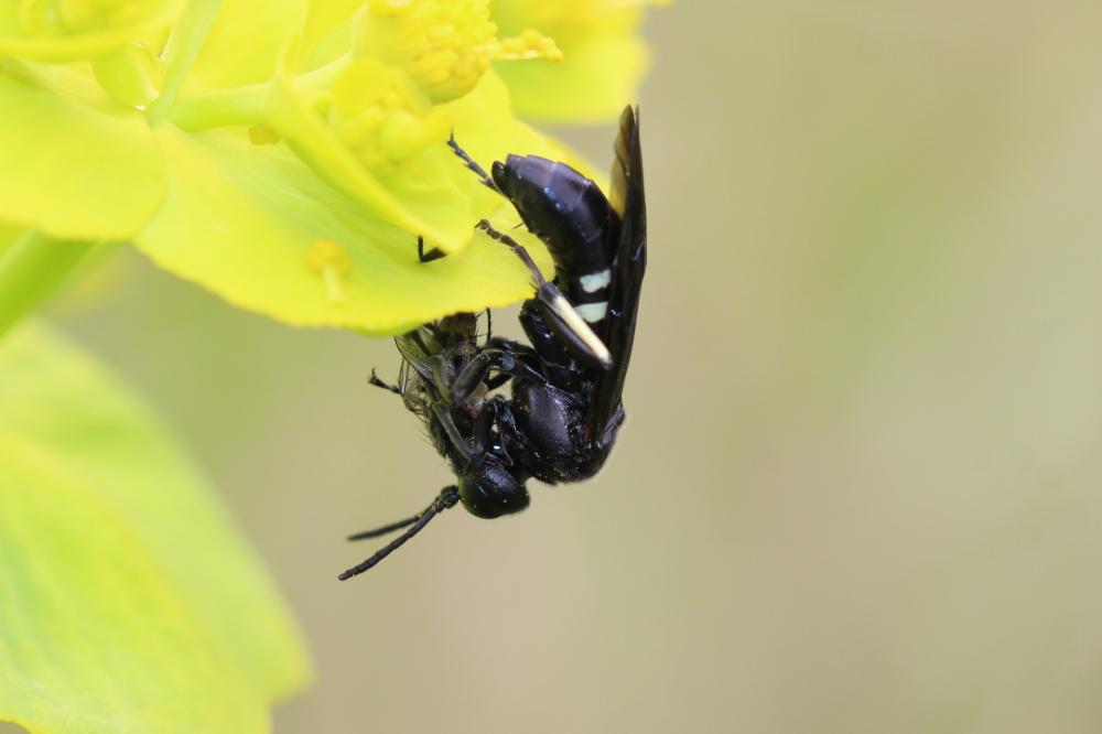  Cephaledo bifasciata (Müller, 1766)