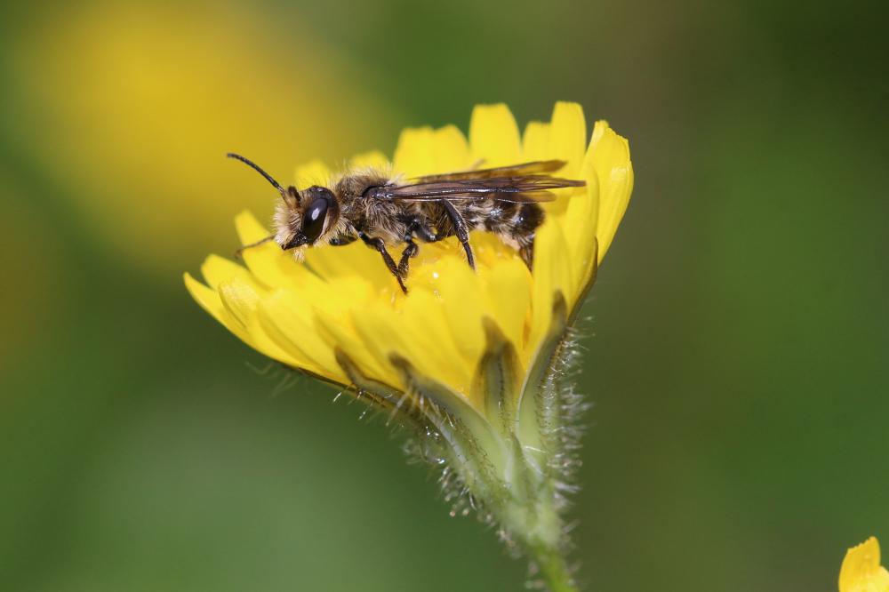 Chelostoma florisomne (Linnaeus, 1758)