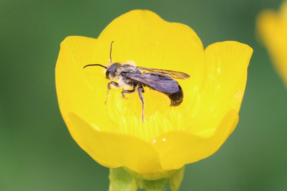  Chelostoma florisomne (Linnaeus, 1758)