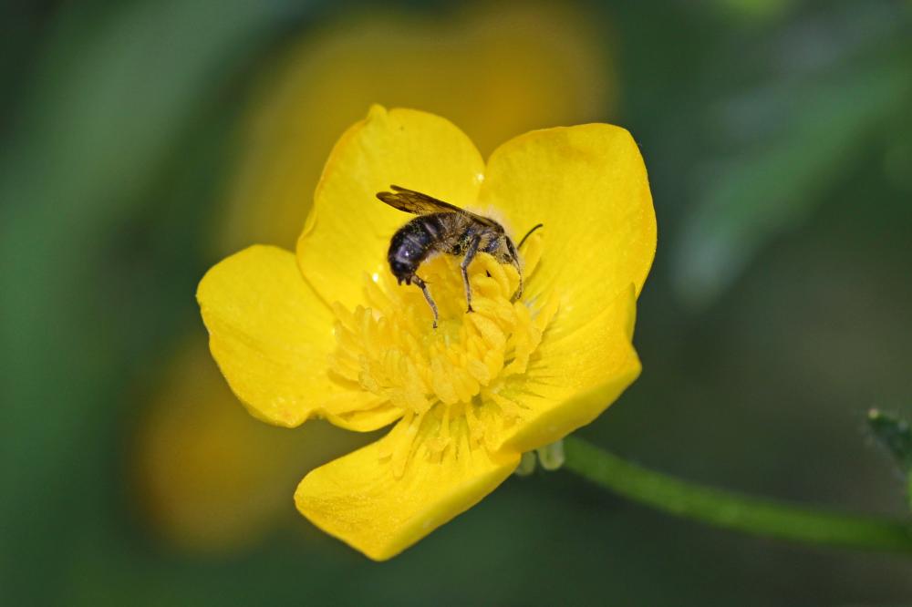  Chelostoma florisomne (Linnaeus, 1758)