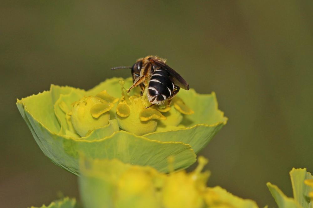  Halictus maculatus Smith, 1848