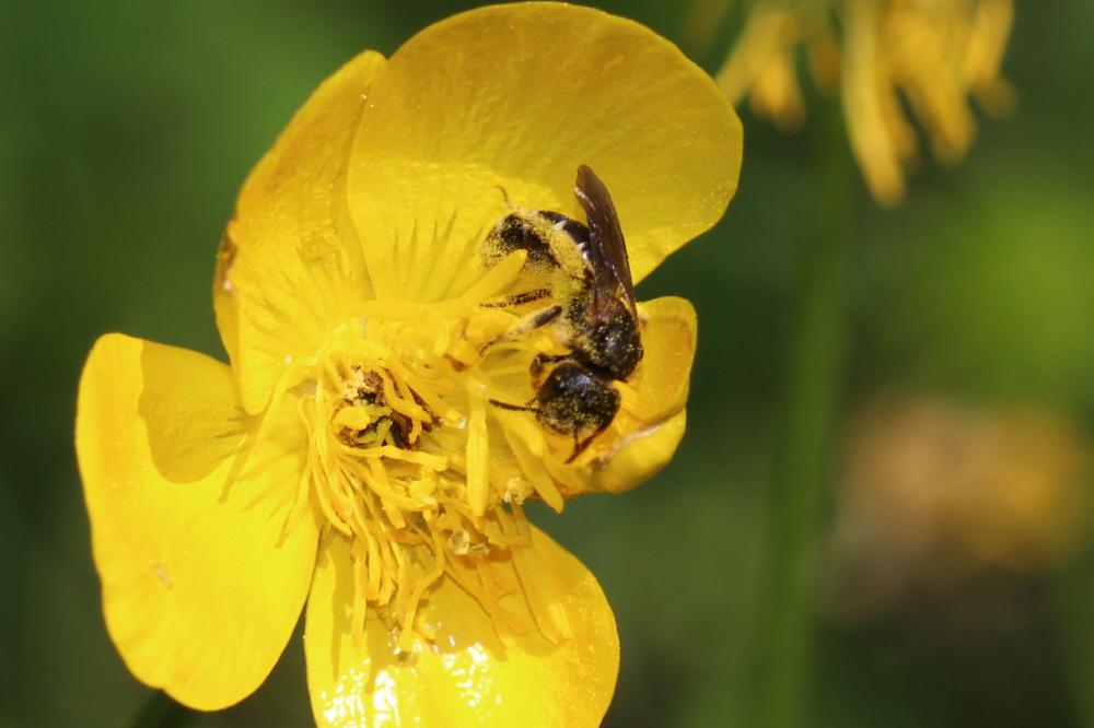  Halictus maculatus Smith, 1848