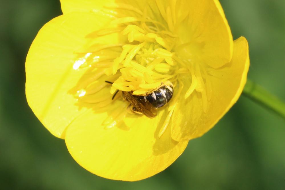  Halictus maculatus Smith, 1848