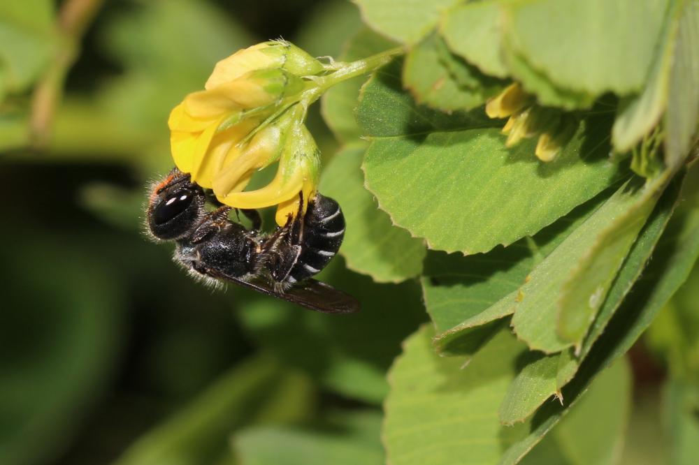  Osmia caerulescens (Linnaeus, 1758)