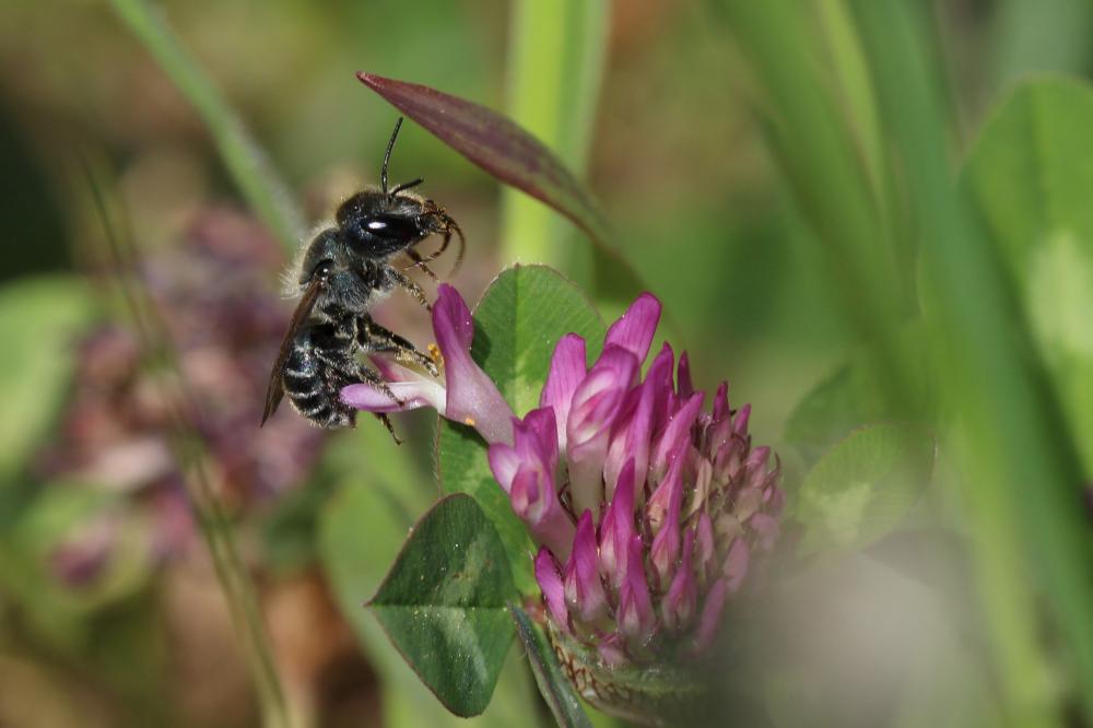 Osmia caerulescens (Linnaeus, 1758)