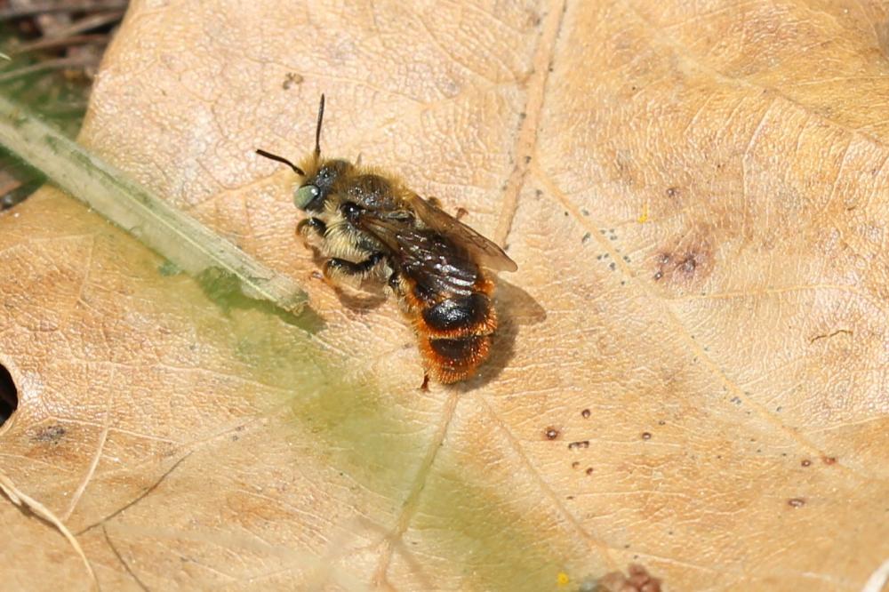  Osmia rufohirta Latreille, 1811