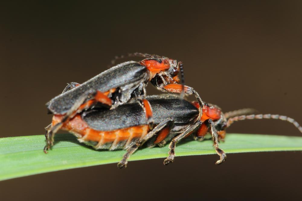 Téléphore moine, Cantharide rustique Cantharis rustica Fallén, 1807