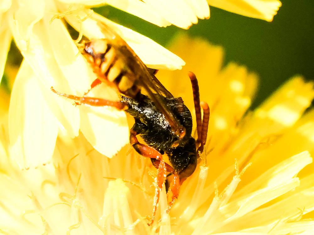 Nomada zonata Panzer, 1798