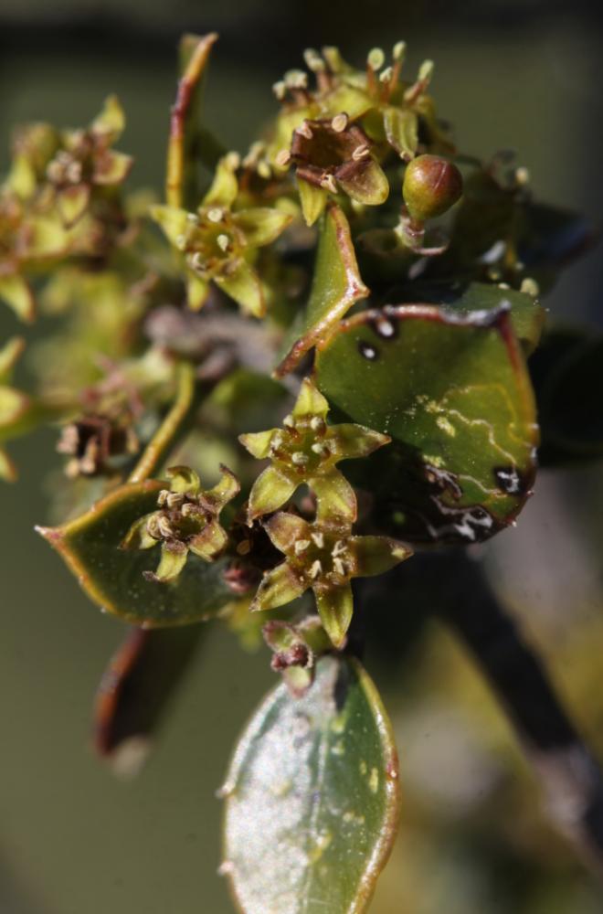 Nerprun Alaterne Rhamnus alaternus subsp. alaternus L., 1753
