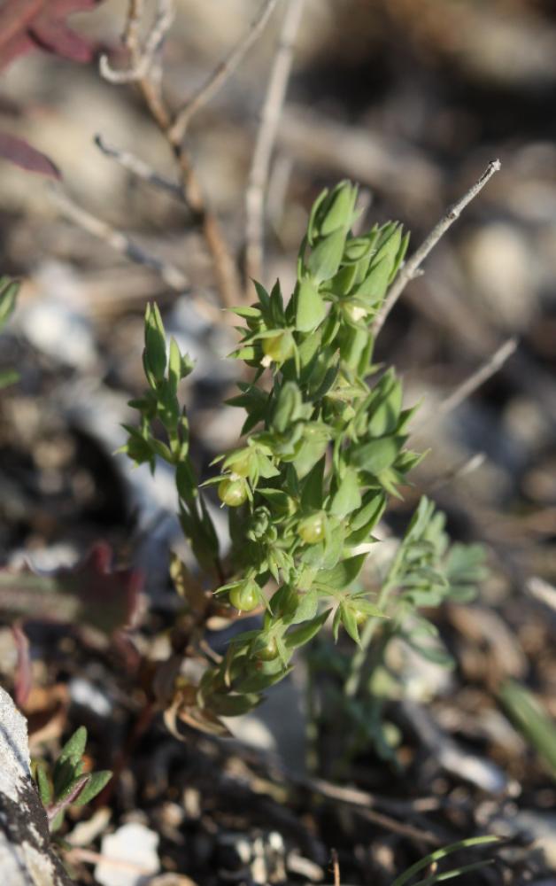 Astérolinon Lysimachia linum-stellatum L., 1753