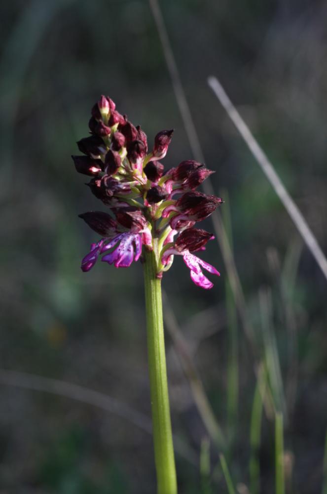 Orchis pourpre, Grivollée Orchis purpurea Huds., 1762