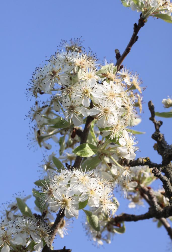 Poirier amandier, Poirier à feuilles d'Amandier Pyrus spinosa Forssk., 1775