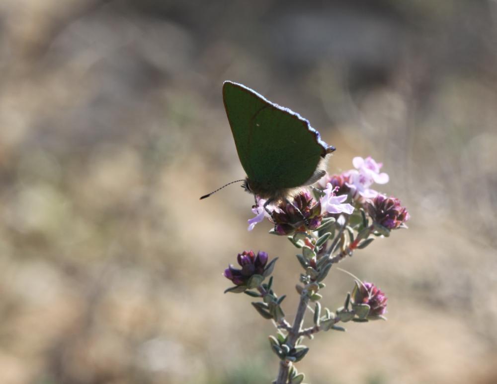 Thécla de la Ronce (La), Argus vert (L') Callophrys rubi (Linnaeus, 1758)