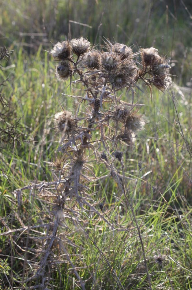 Cirse féroce Cirsium ferox (L.) DC., 1805