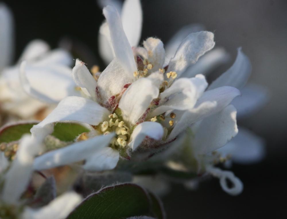 Amélanchier Amelanchier ovalis Medik., 1793
