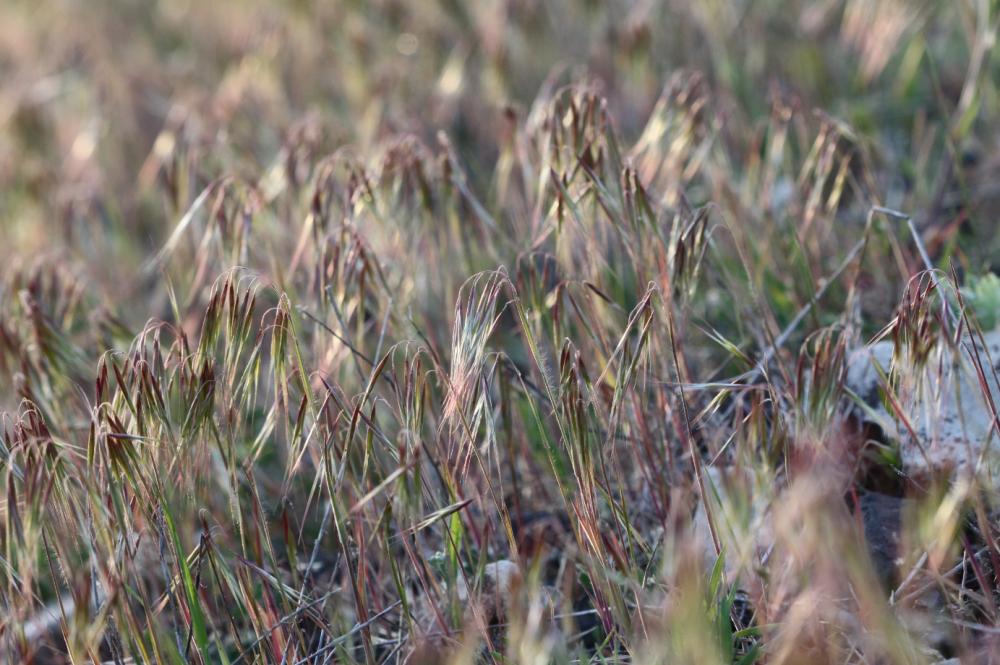 Brome des toits Anisantha tectorum (L.) Nevski, 1934