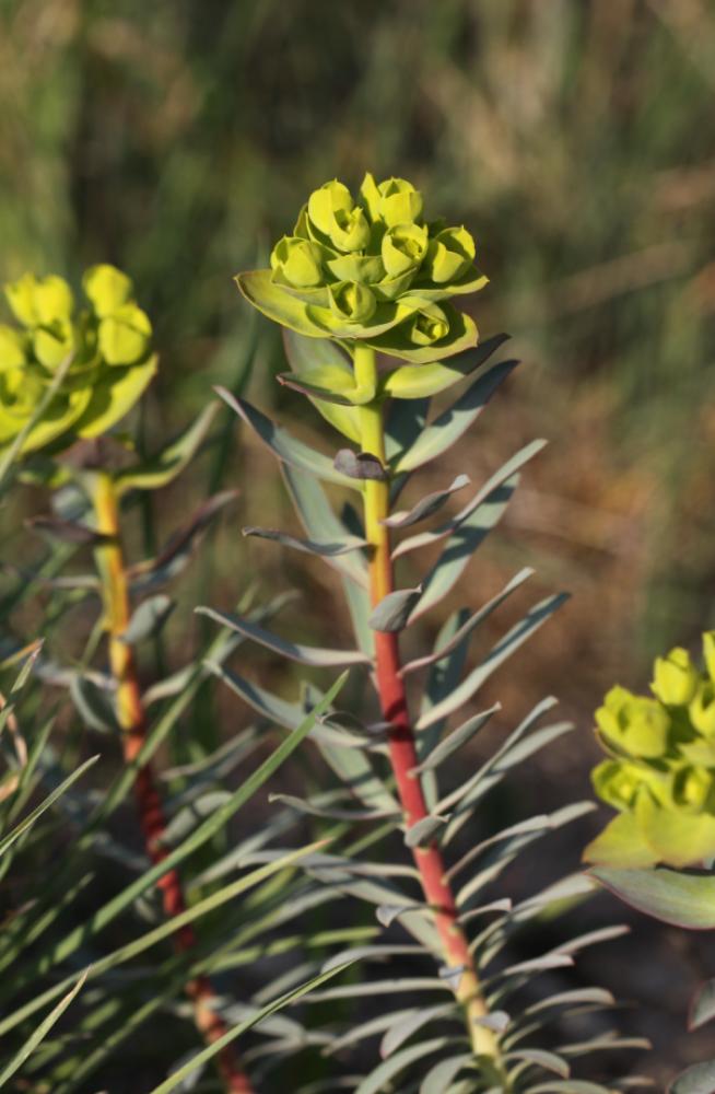 Euphorbe de Nice Euphorbia nicaeensis All., 1785