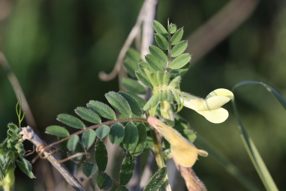 Vesce hybride Vicia hybrida L., 1753