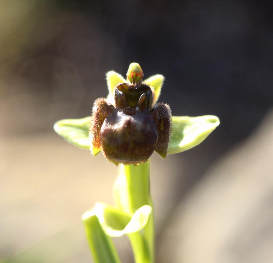 Ophrys bombyx Ophrys bombyliflora Link, 1800