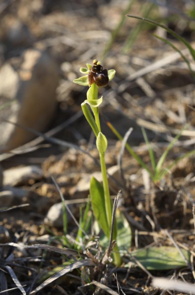 Ophrys bombyx Ophrys bombyliflora Link, 1800