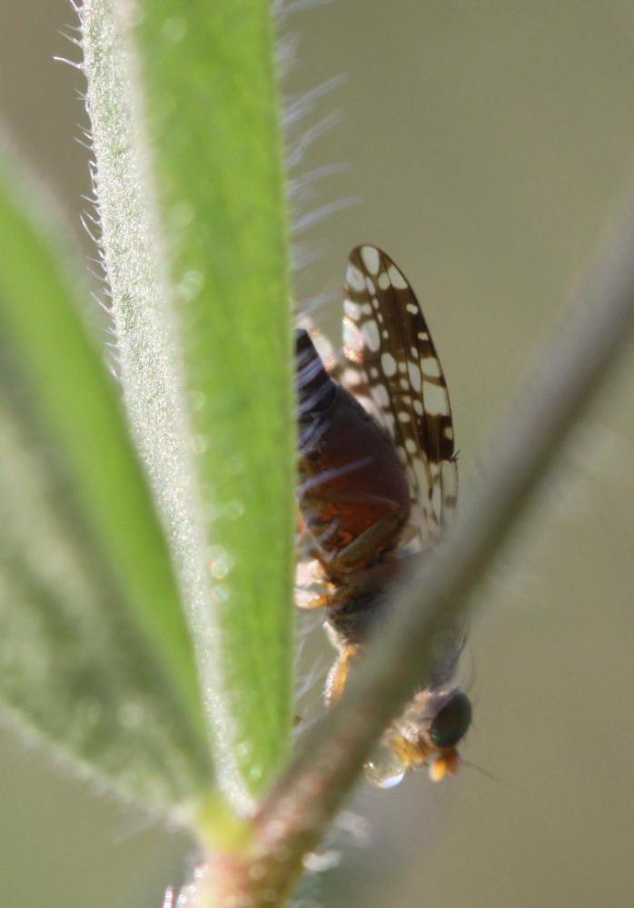 Dioxyna bidentis (Robineau-Desvoidy, 1830)