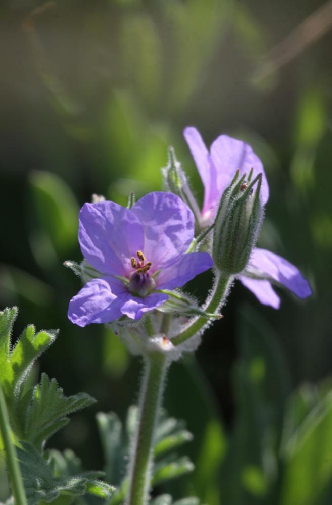 Érodium Bec-de-cigogne Erodium ciconium (L.) L'Hér., 1789