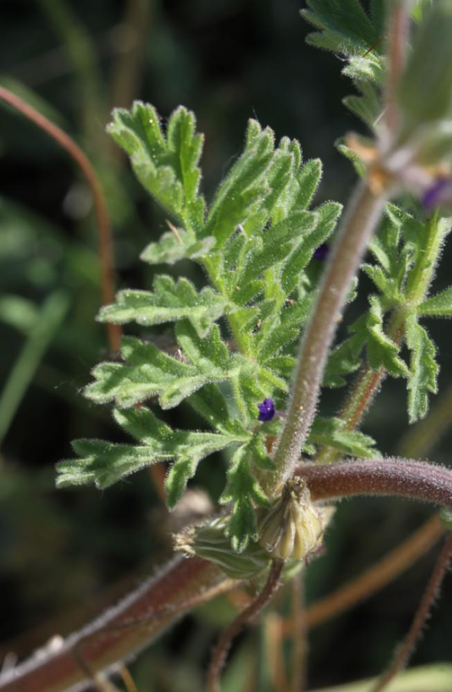 Érodium Bec-de-cigogne Erodium ciconium (L.) L'Hér., 1789