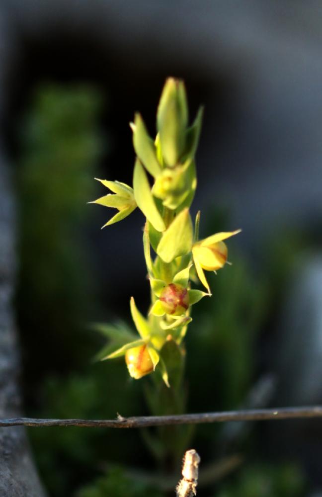 Astérolinon Lysimachia linum-stellatum L., 1753