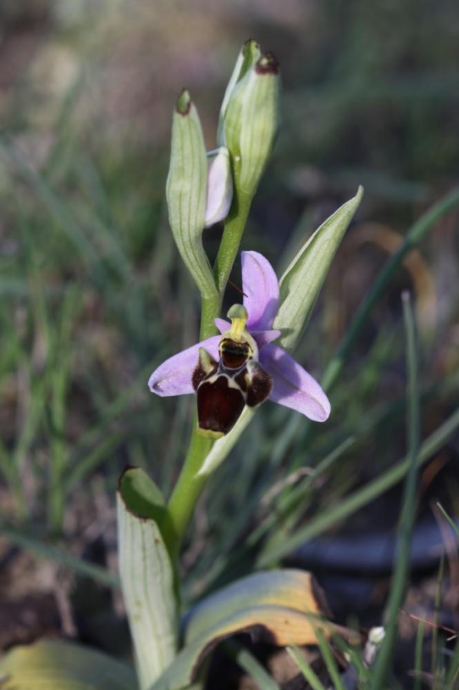 Ophrys bécasse Ophrys scolopax Cav., 1793