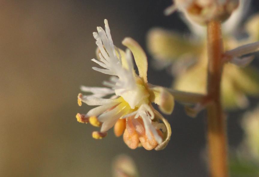Réséda raiponce Reseda phyteuma L., 1753