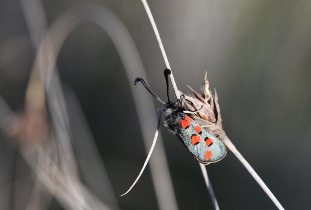 Zygène de l'Esparcette (La), Zygène de la Dorycnie Zygaena rhadamanthus (Esper, 1789)