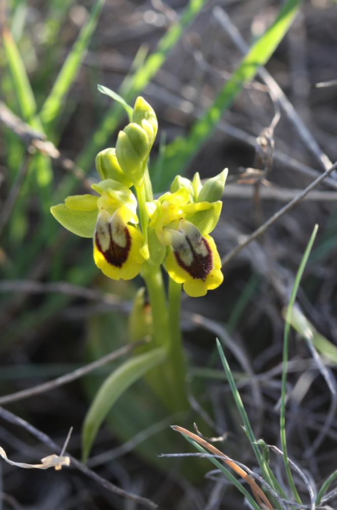Ophrys jaune Ophrys lutea Cav., 1793