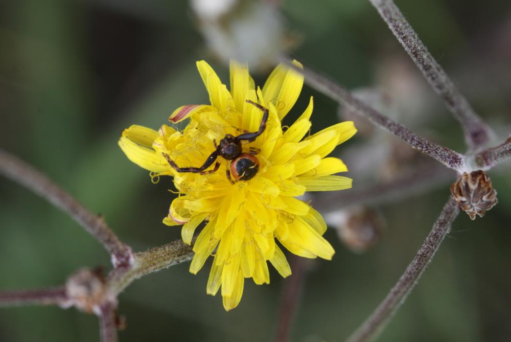 Thomise Napoléon Synema globosum (Fabricius, 1775)