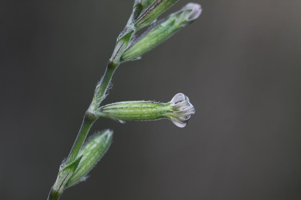Silène nocturne Silene nocturna L., 1753
