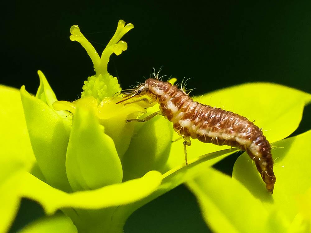 Chrysoperla carnea (Stephens, 1836)