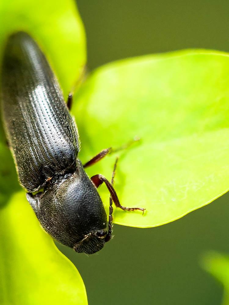 Taupins Elateridae Leach, 1815