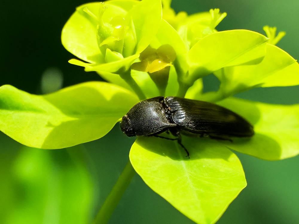 Taupins Elateridae Leach, 1815