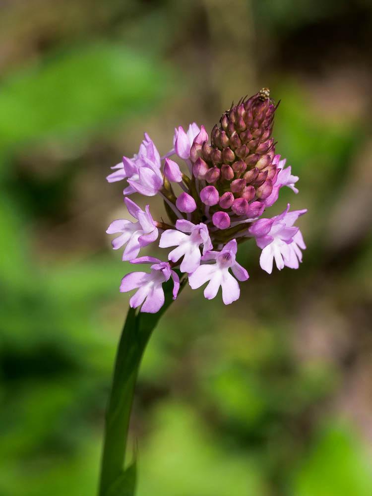 Orchis pyramidal, Anacamptis en pyramide Anacamptis pyramidalis (L.) Rich., 1817