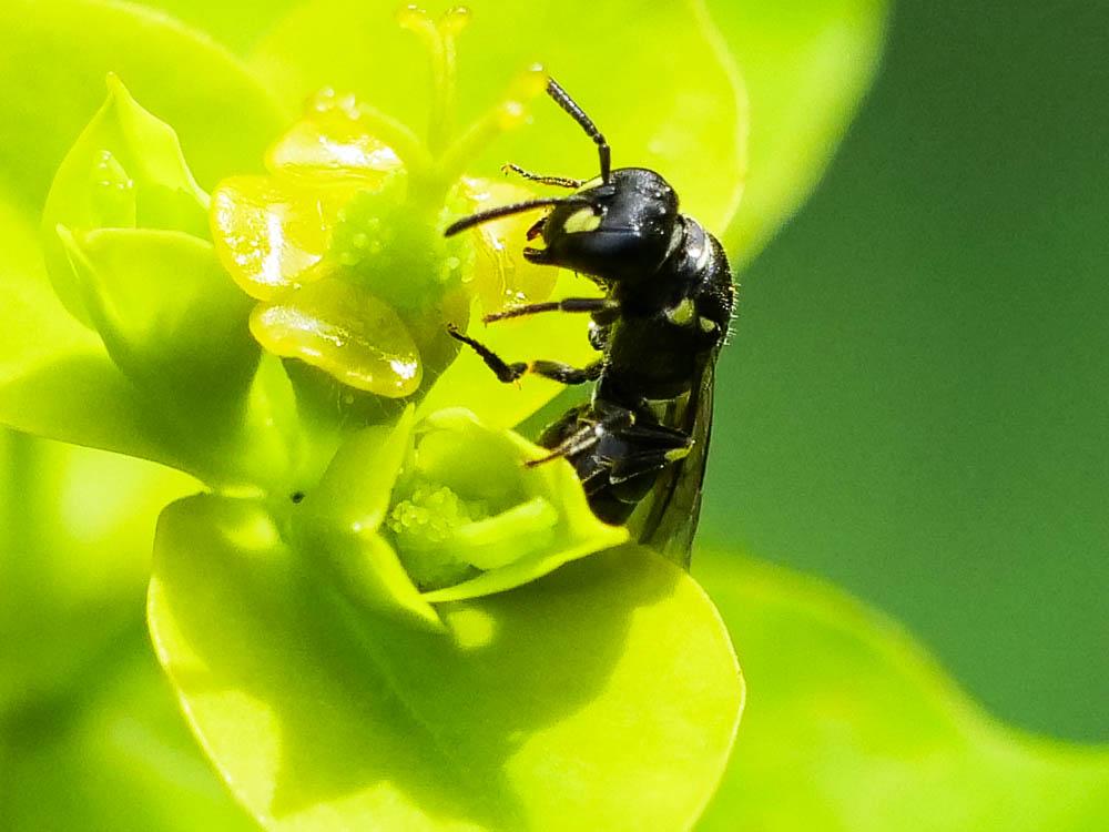  Hylaeus Fabricius, 1793