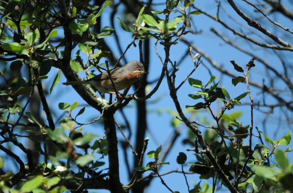 Fauvette passerinette Sylvia cantillans (Pallas, 1764)
