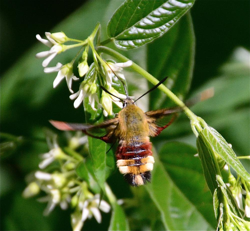 Sphinx gazé (Le), Sphinx du Chèvrefeuille (Le) Hemaris fuciformis (Linnaeus, 1758)