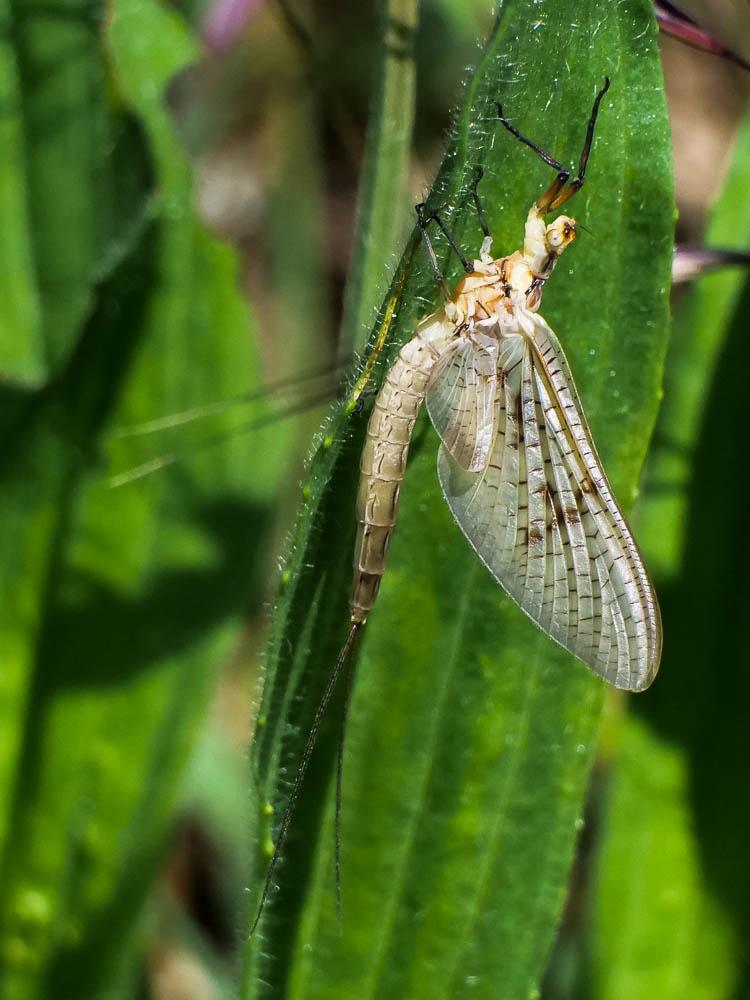 Ephemeridae