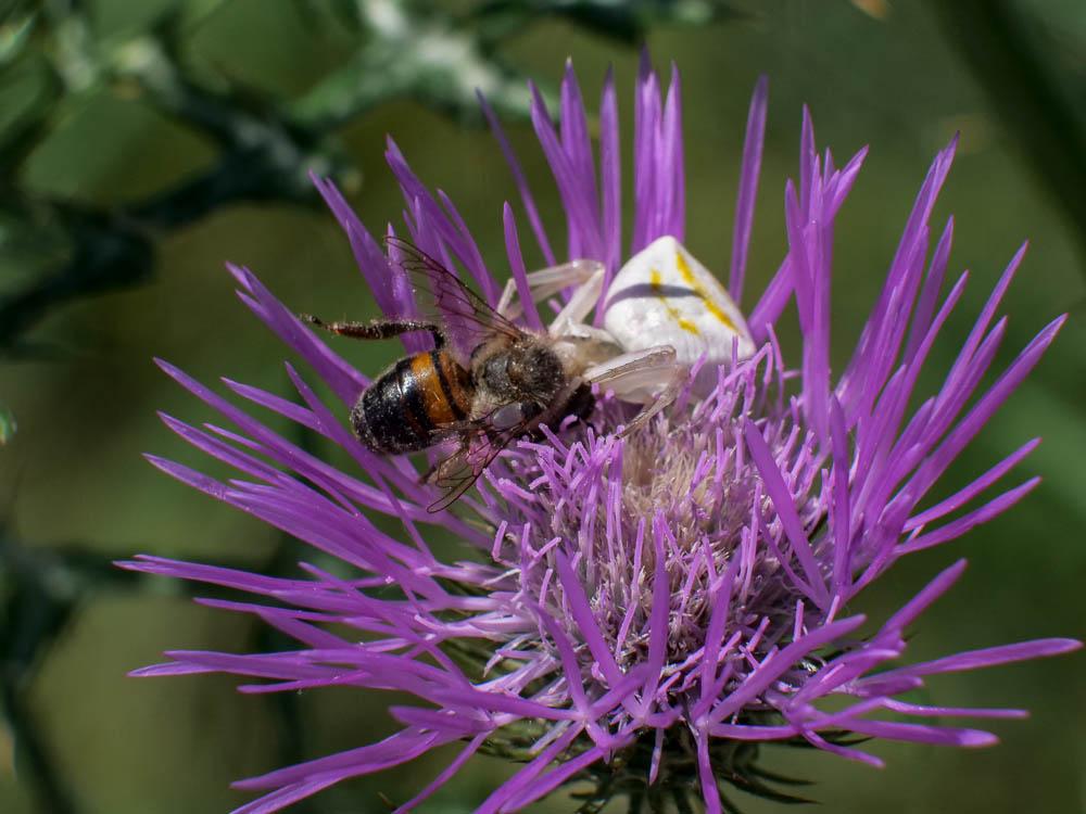 Thomise replet Thomisus onustus Walckenaer, 1805