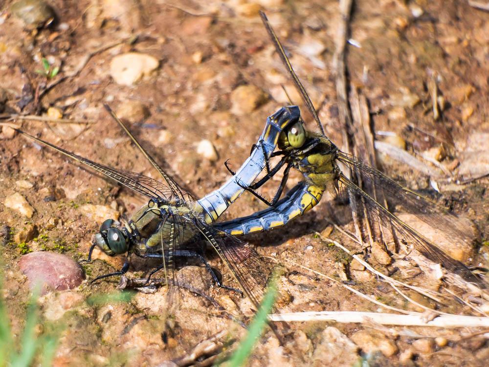 Orthétrum réticulé (L') Orthetrum cancellatum (Linnaeus, 1758)